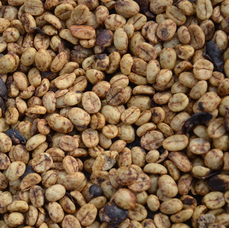 Costa Rica- La Candelilla Red Honey